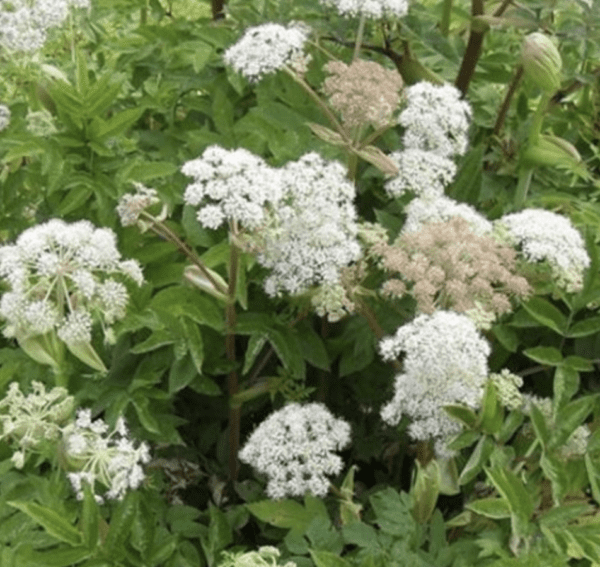 Angelica sylvestris (quart pot)